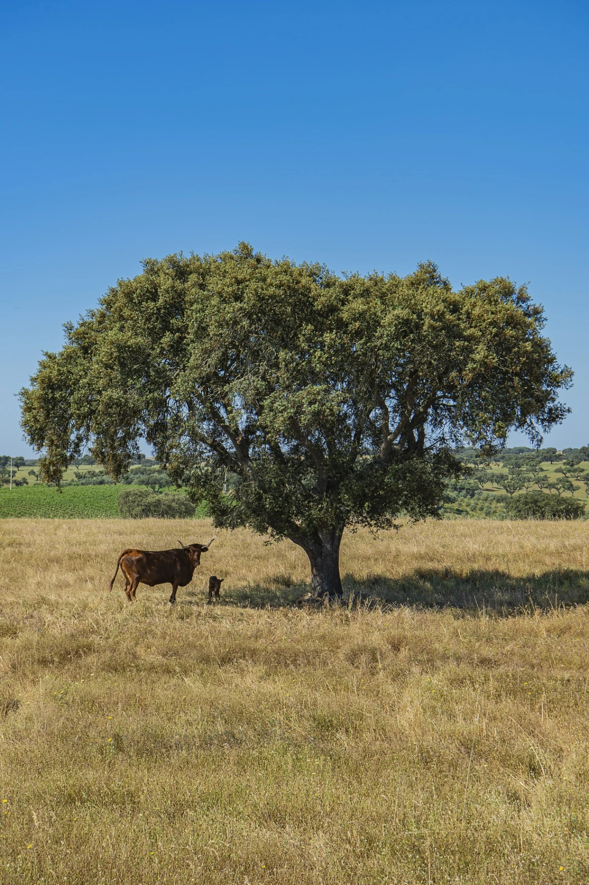 Saving Near-Extinct Foods Around the World