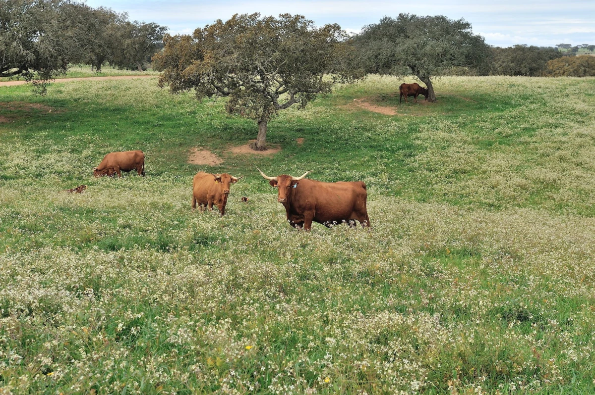 Saving Near-Extinct Foods Around the World