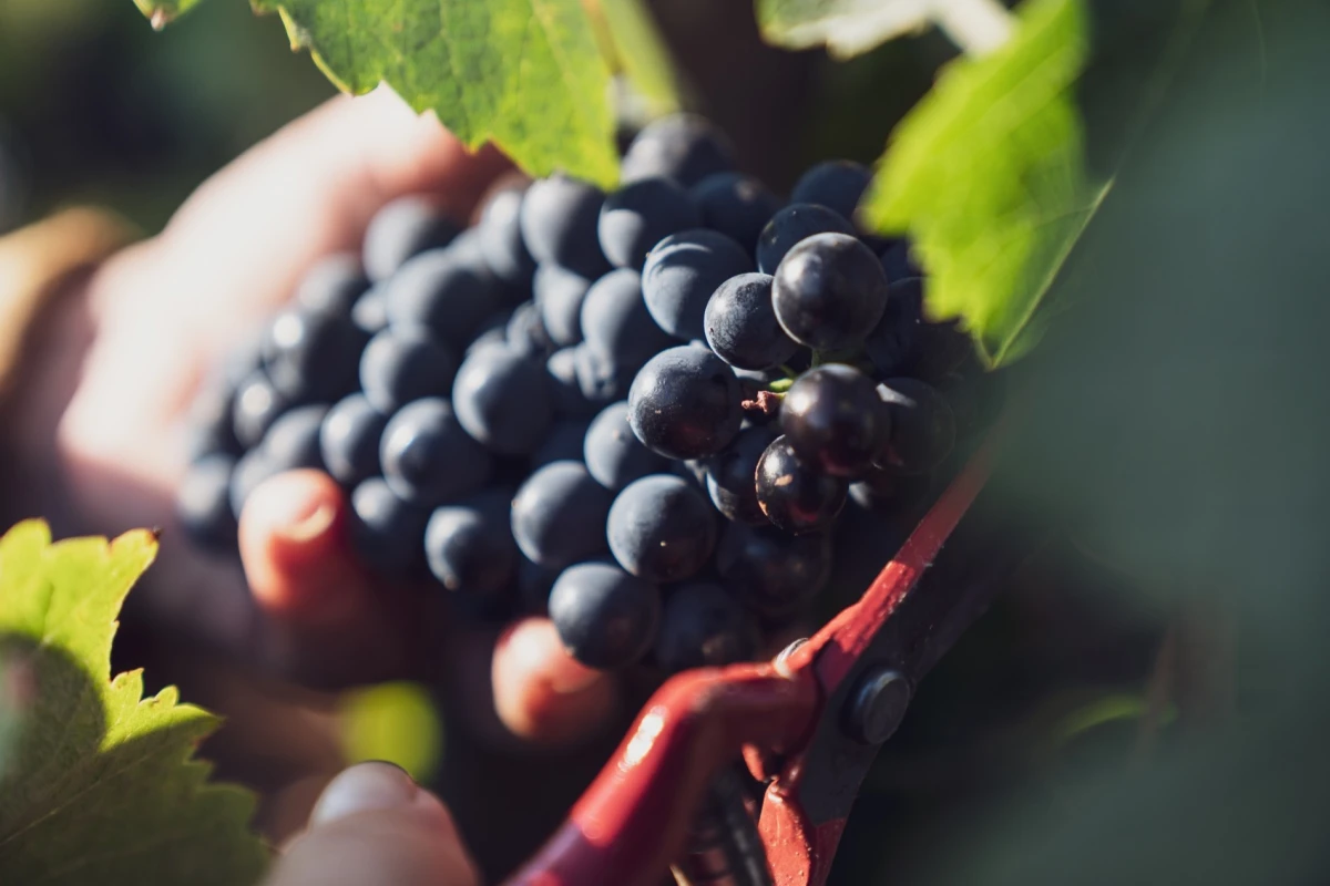 De tesoura na m&atilde;o: oito programas para vindimar e aprender a fazer vinho