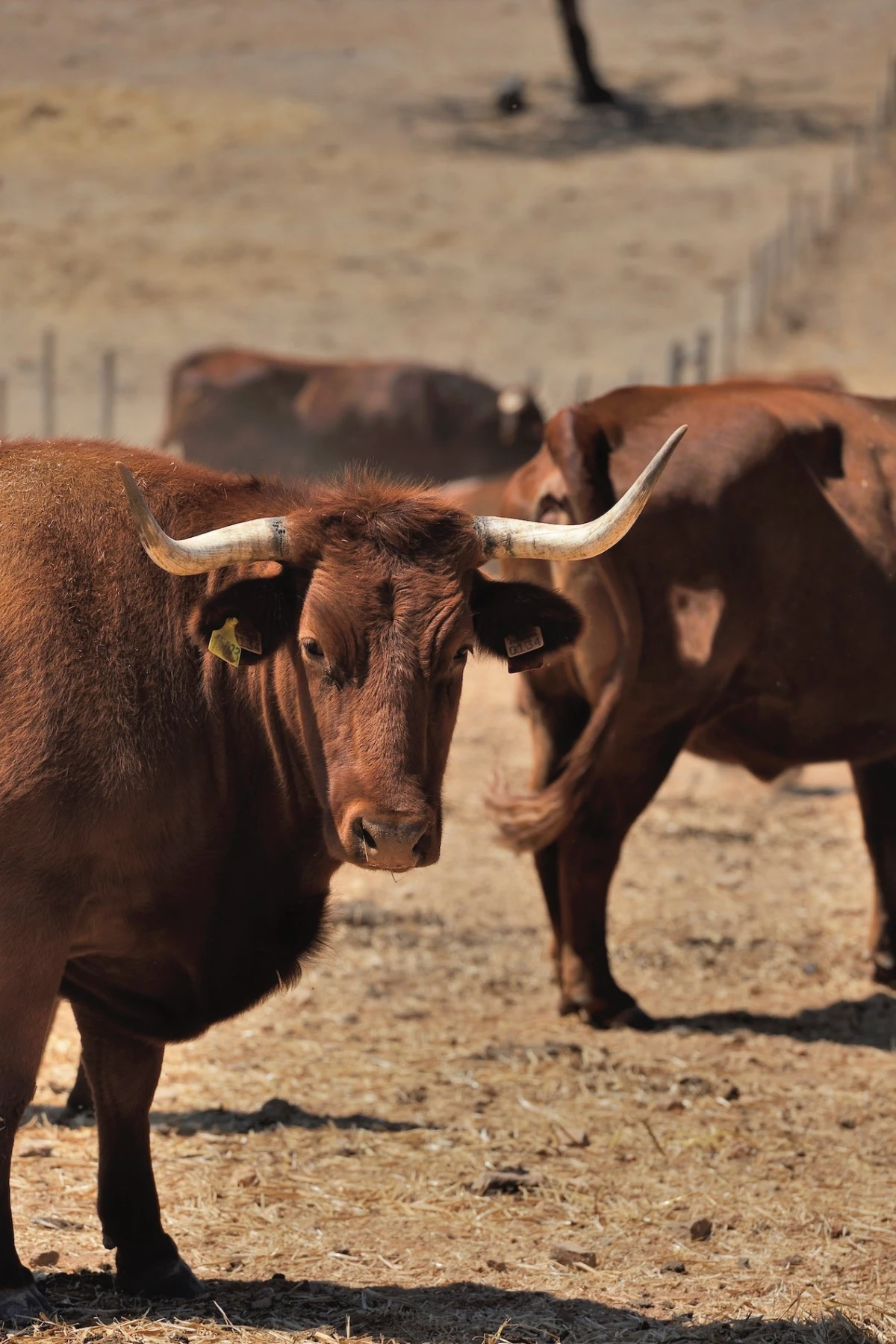 Saving Near-Extinct Foods Around the World