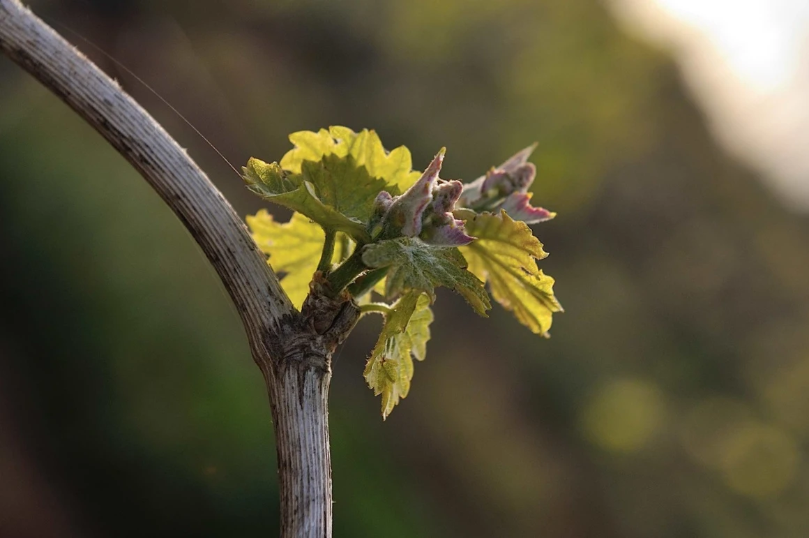 Vinhos