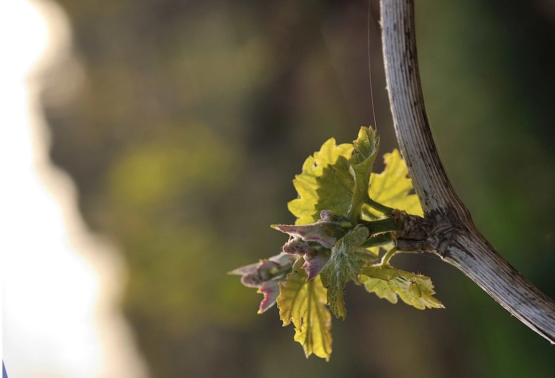Wine