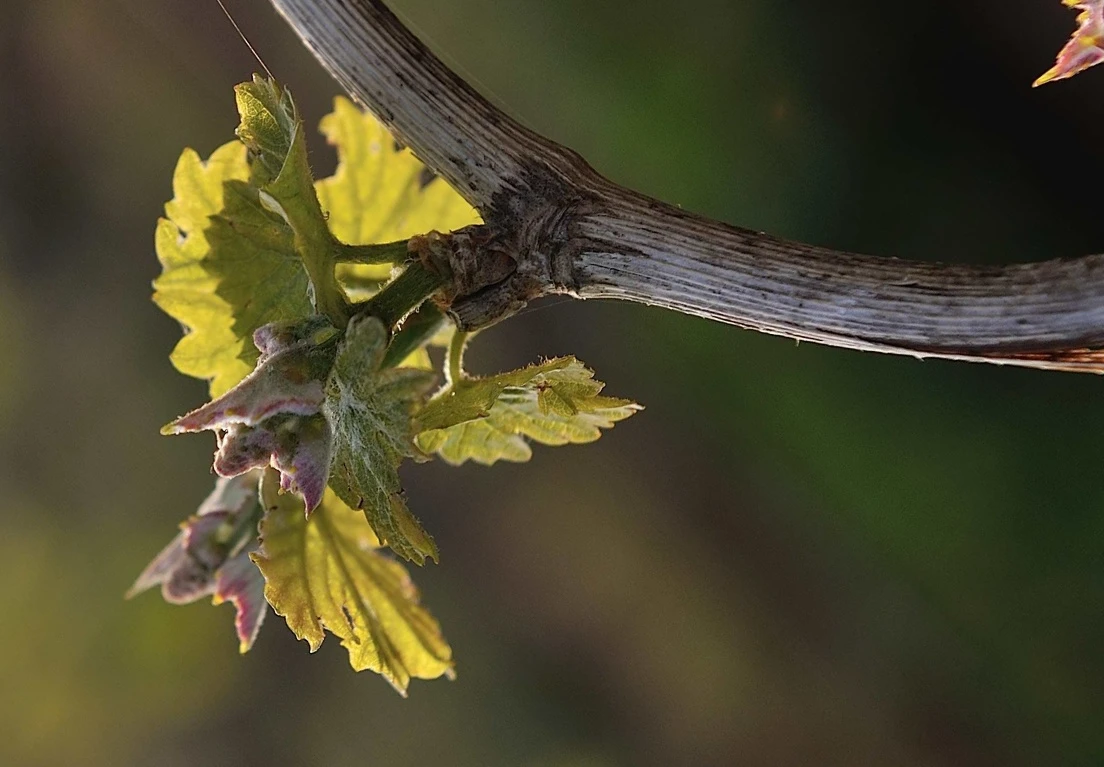 Wine