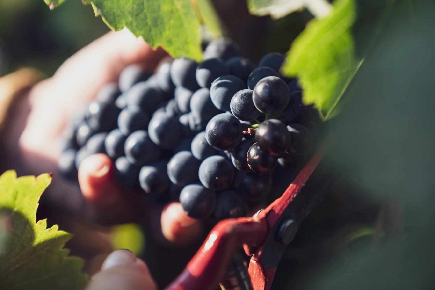 Vineyard 2