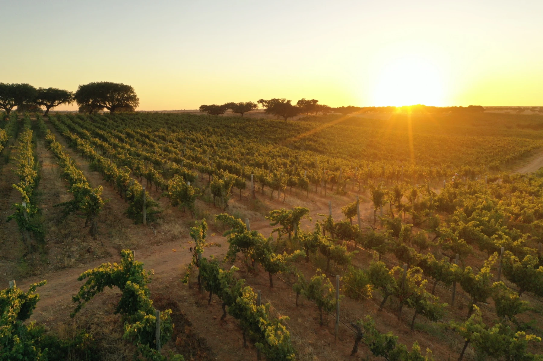 MEET THE TEAM WITH LU&Iacute;S DUARTE, CONSULTING WINEMAKER 6