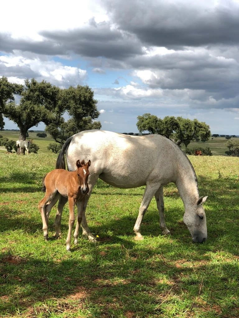 About the Stud Farm 4