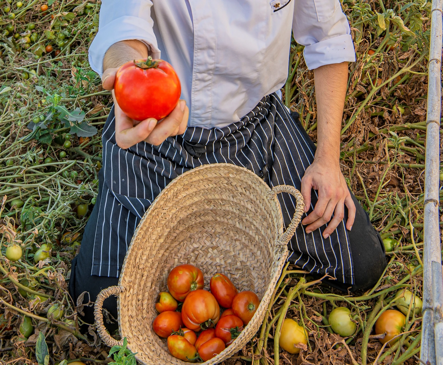 Three Ways to Cook Wild Aspargus 4