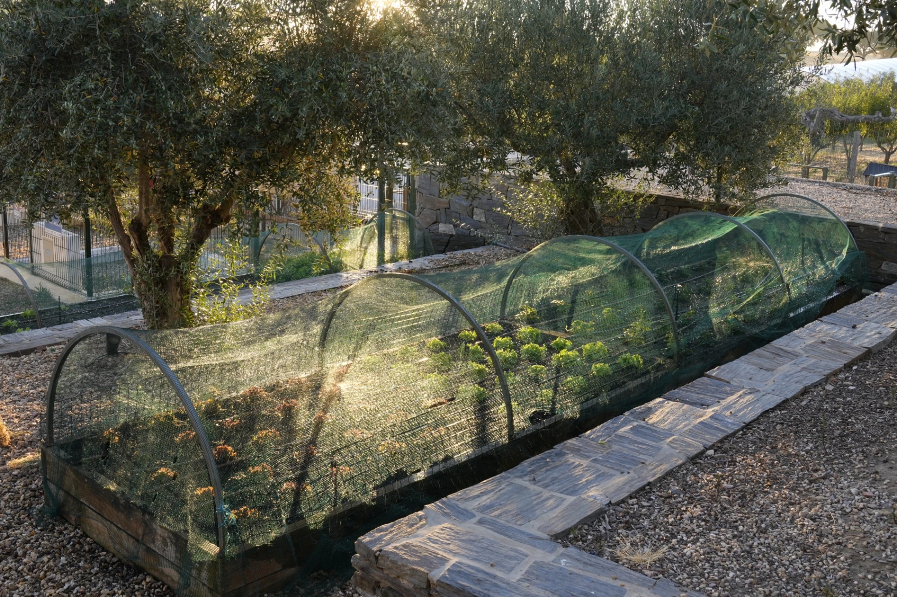 Horta Biológica 1