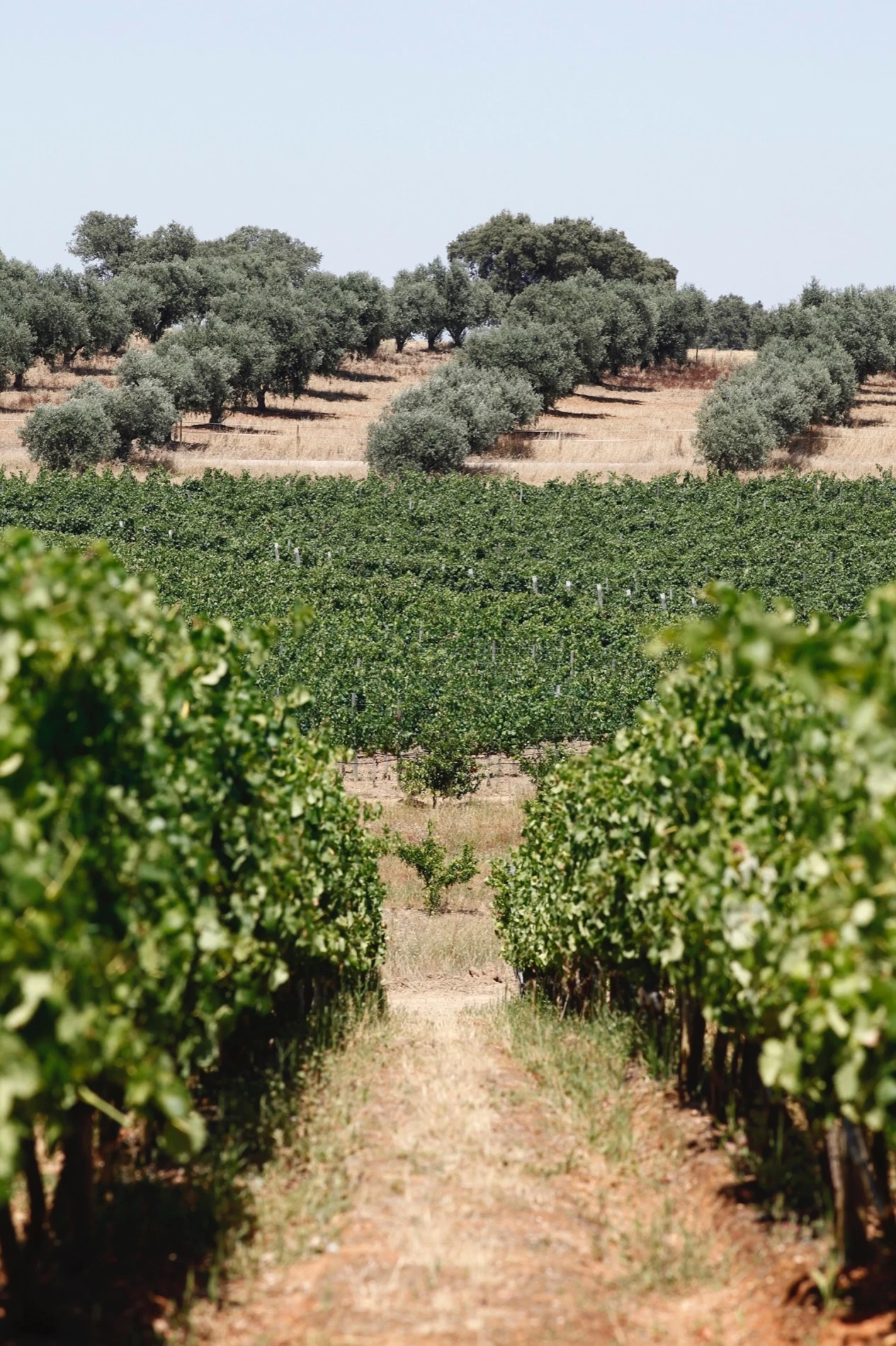 Vineyard 4