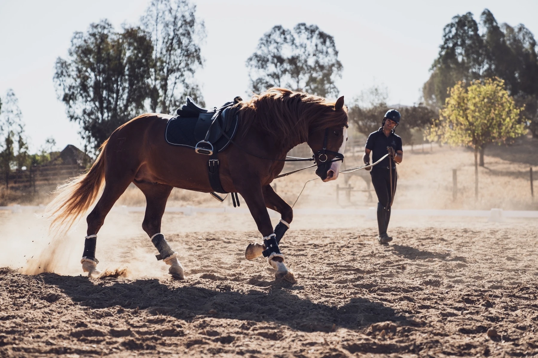 About the Stud Farm 1