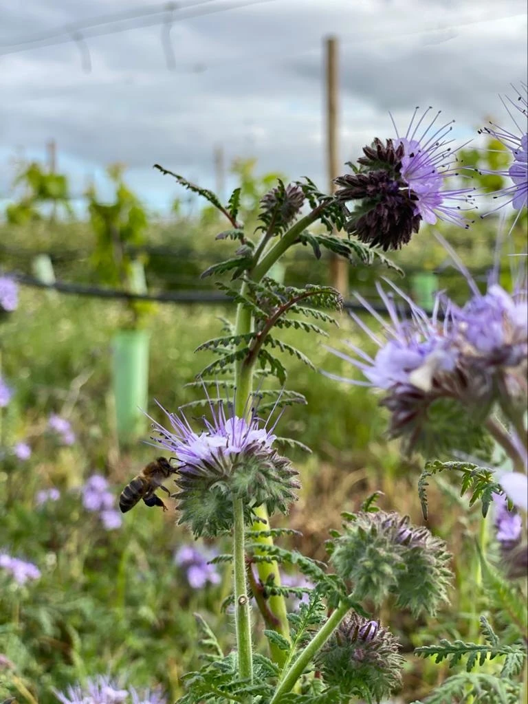 Sustainable Nature 2