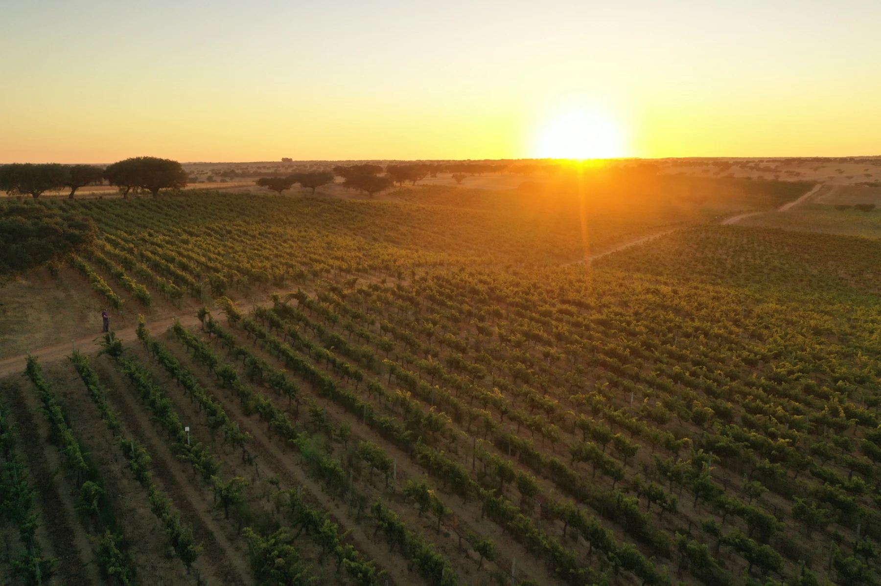 Vineyard 1