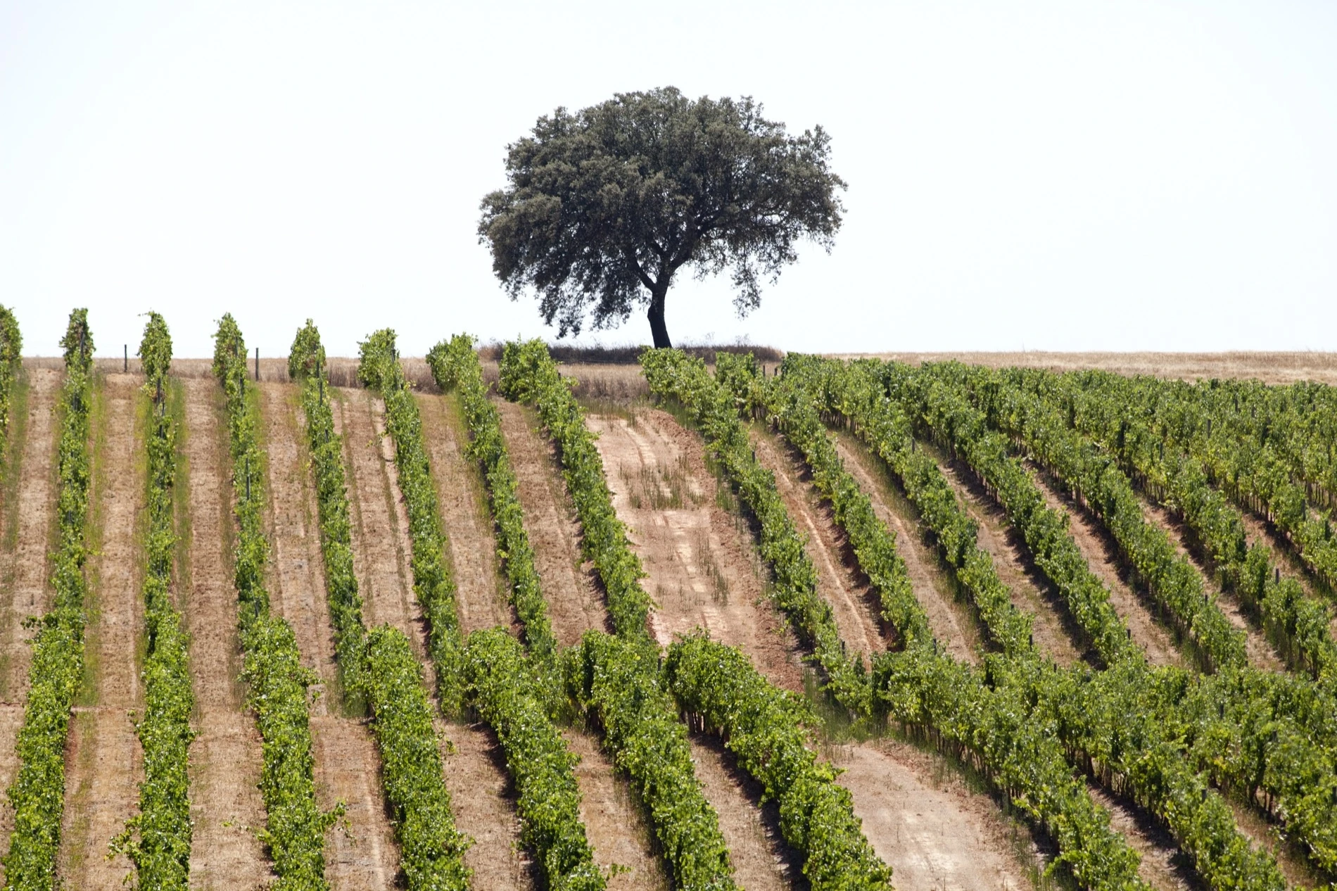 Vineyard