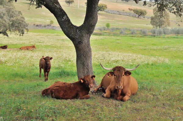 Besuch der Tiere auf der Herdade