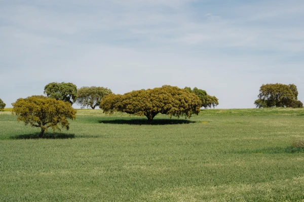 Tout sur l'Alentejo