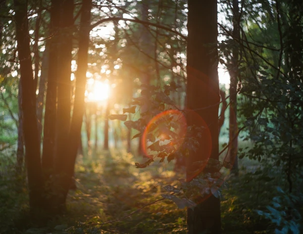 Forest bath
