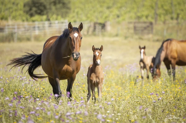 Balade &agrave; Cheval et Dressage