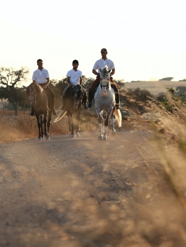 Equestrian guided tour 