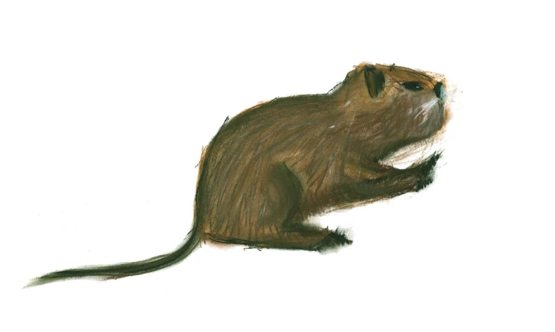 Desenho