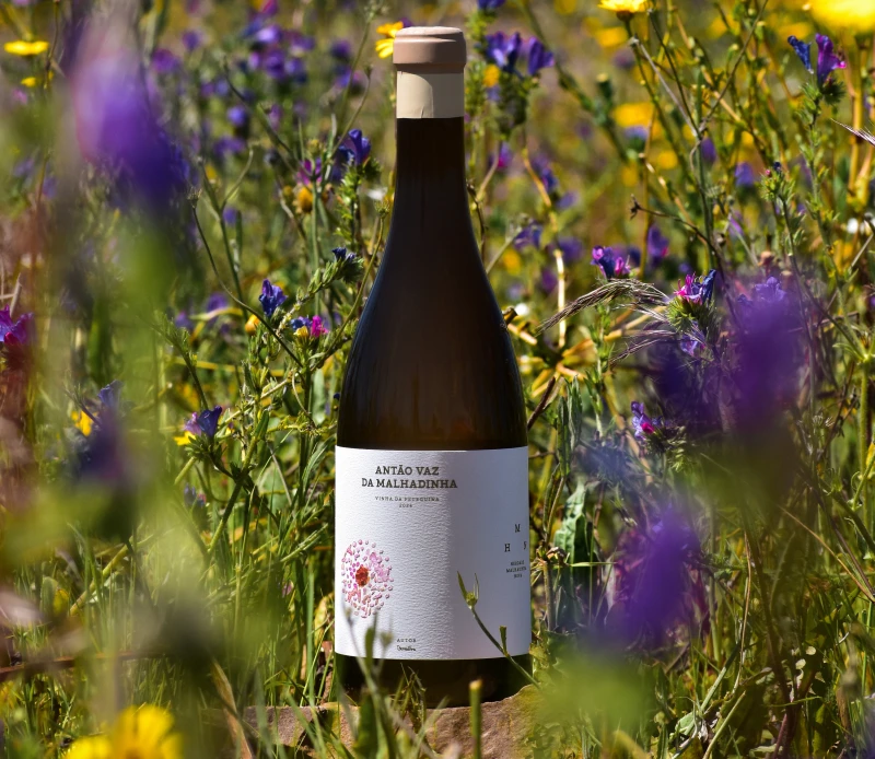 Der beste Wein, den du diese Woche kaufen kannst