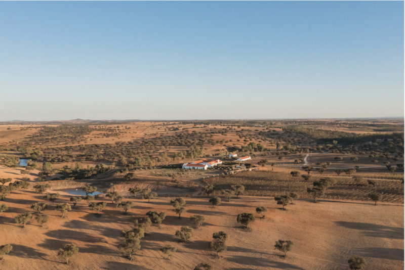 A Tale of Two Vineyards