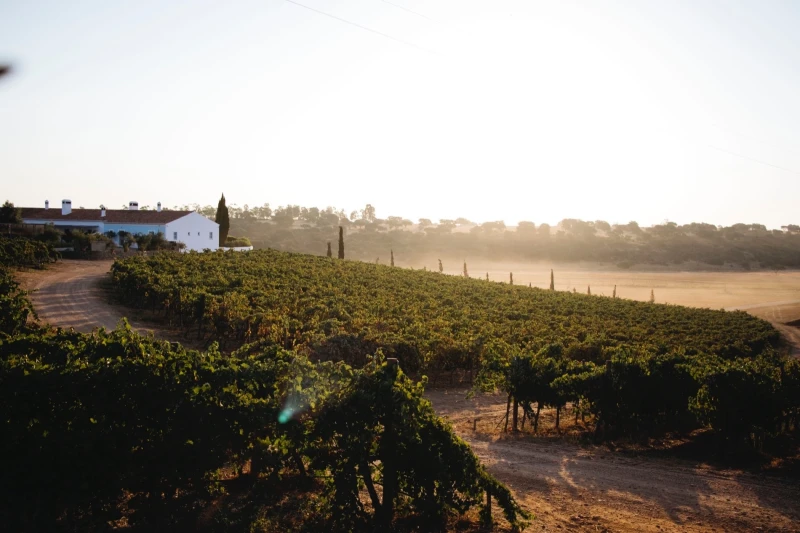 Herdade no Alentejo eleita pela segunda vez "Melhor Enoturismo de Portugal"