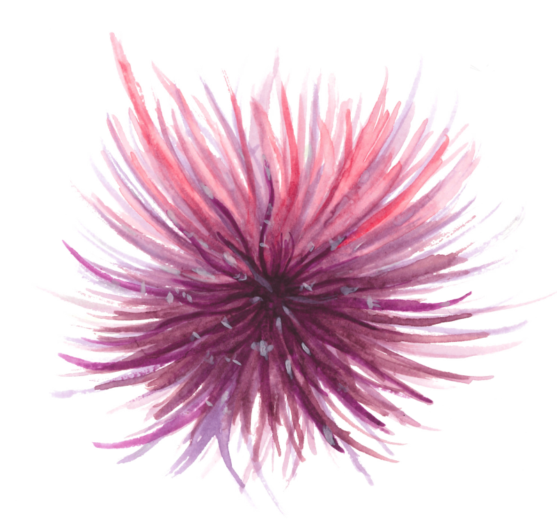 Desenho