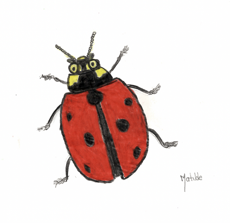 Desenho