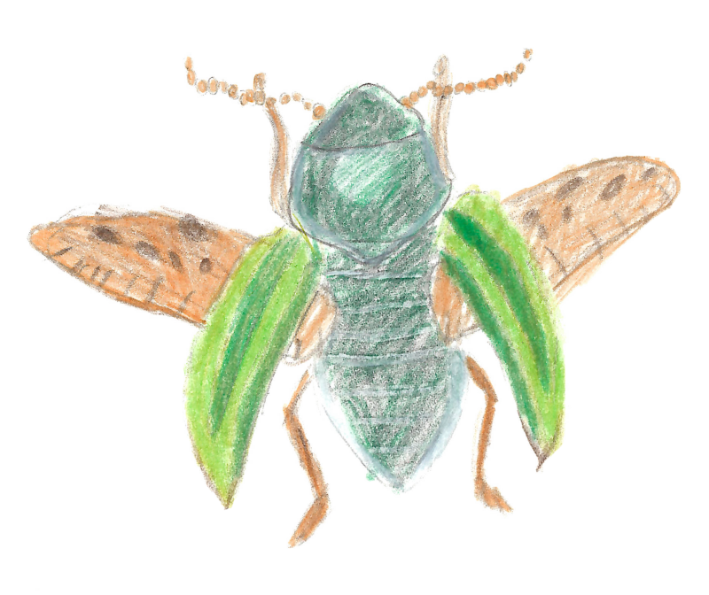 Desenho