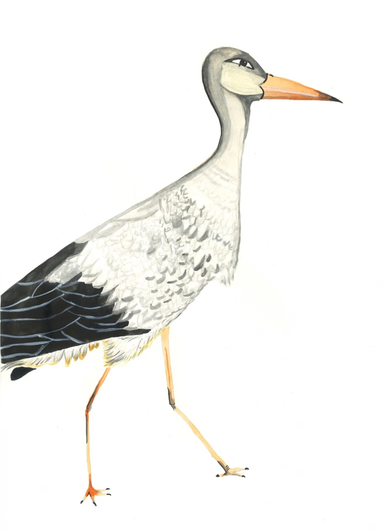 Desenho