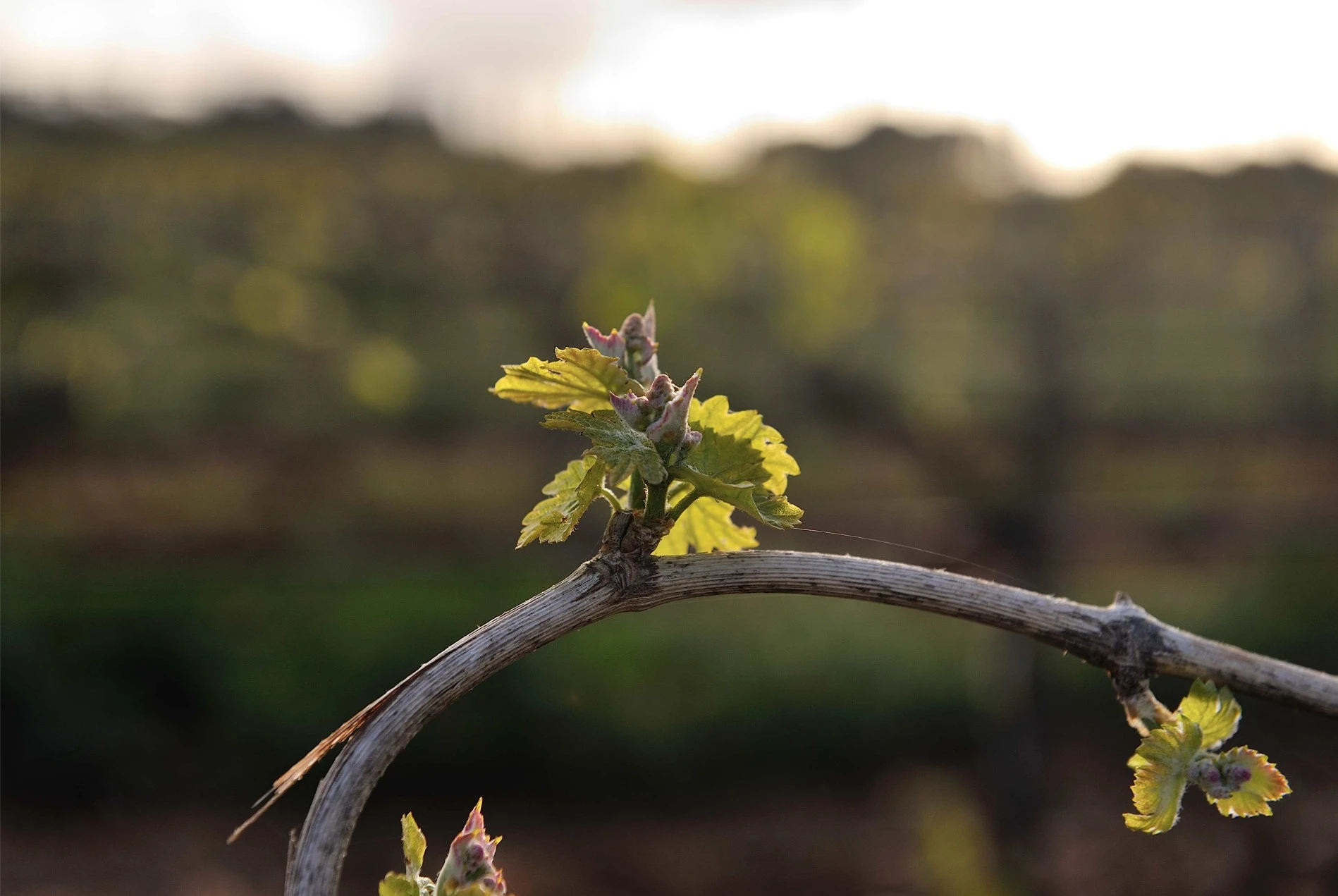 Wine